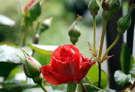 亂象叢生 家裡可以種玫瑰花嗎